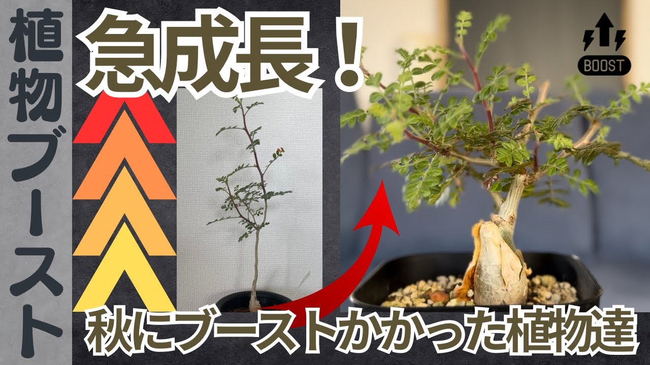 vol.39【成長ブースト】この秋に成長した植物達と選定を楽しめる植物紹介！