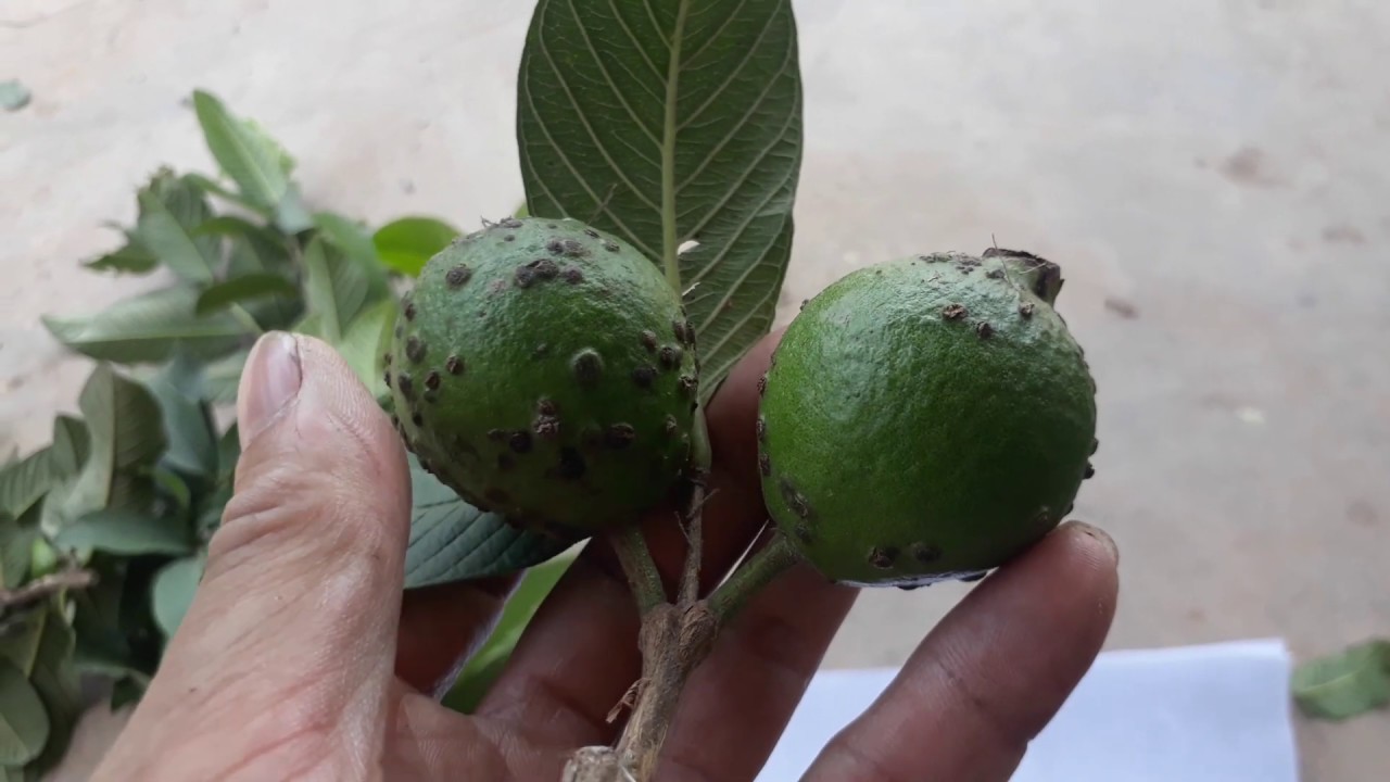 Bệnh GHẺ QUẢ ổi nguyên nhân và cách khắc phục | THU QUẾ FARM