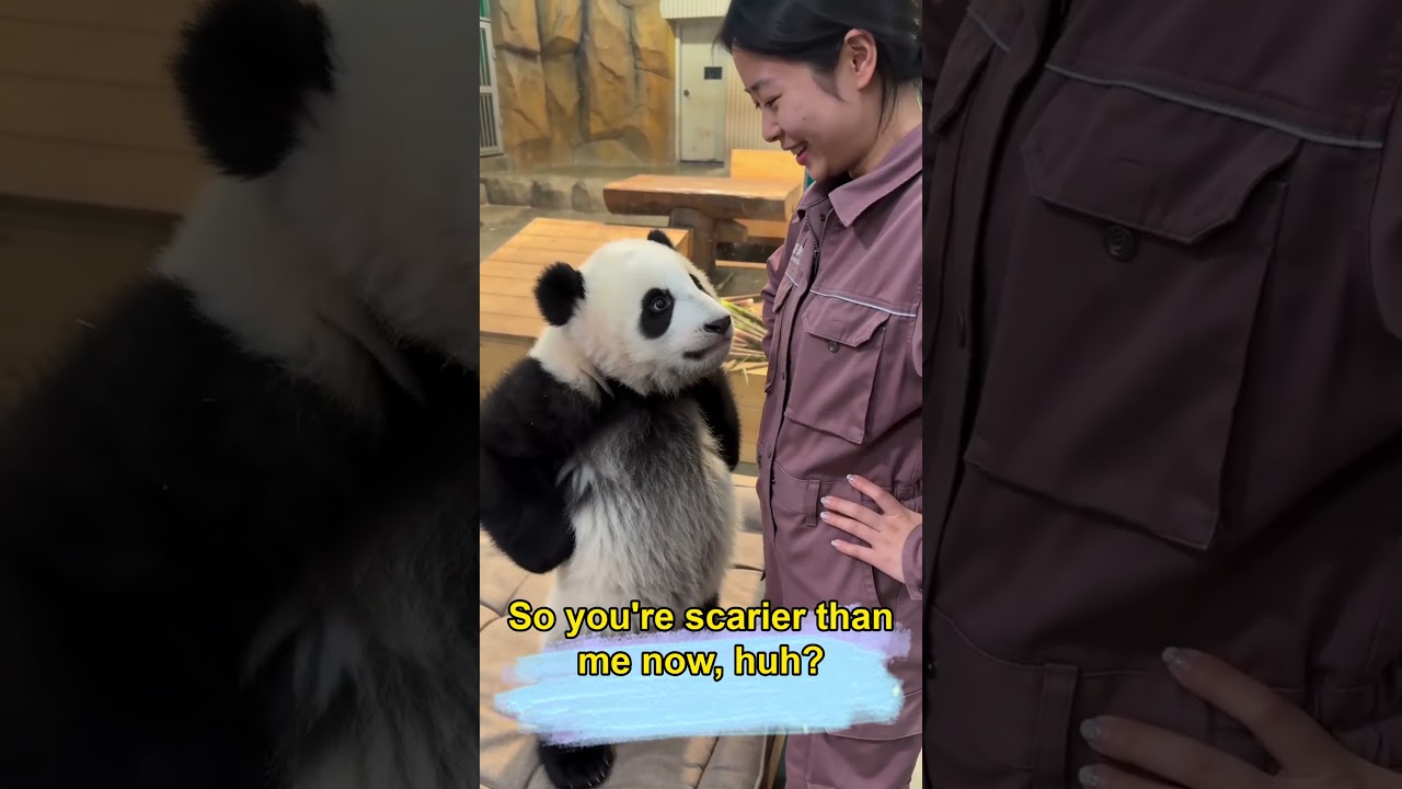 Отругали? Гунгун копирует позу &laquo;руки в боки&raquo; #панда #desiighnerpanda #малышпанда #мило #смешно