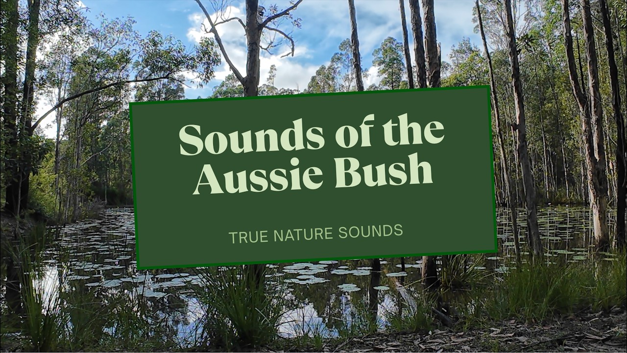 Sounds of the Aussie Bush 🌿