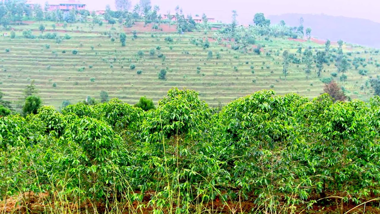 Knowledge Exchange on Sustainable Grown Coffee: Colombia, Burundi, Ethiopia and Rwanda