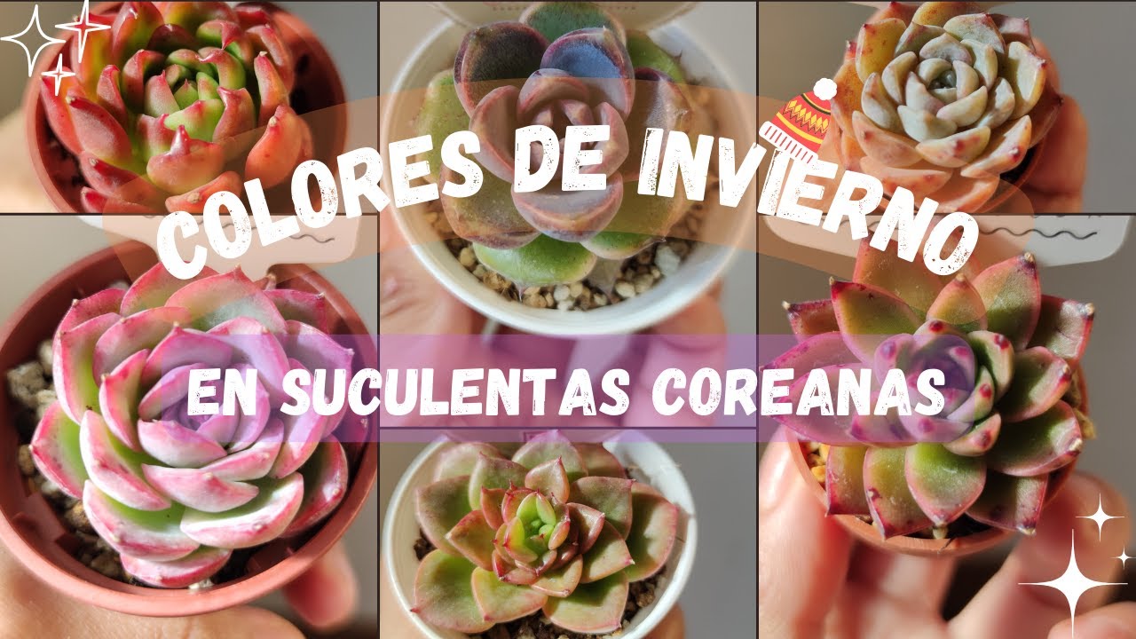 ❄️MIS SUCULENTAS COREANAS│SUCULENTAS RARAS