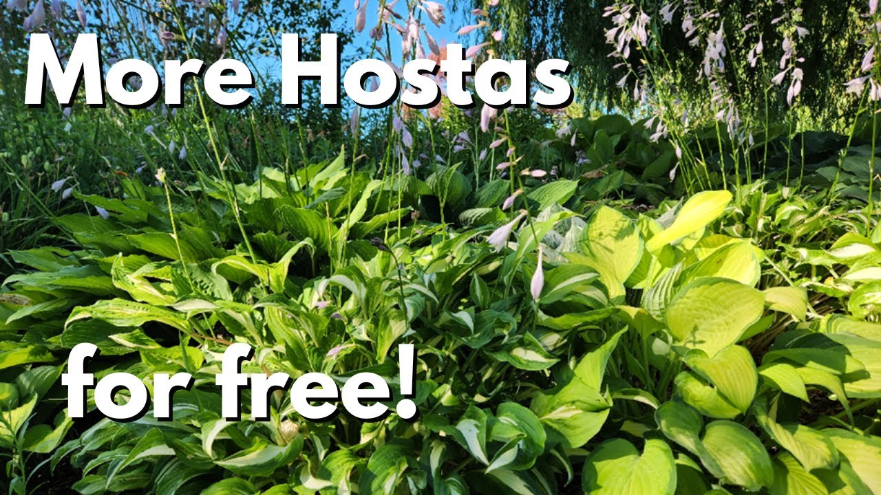 Ep 10 Mid-Summer Hosta division in the garden