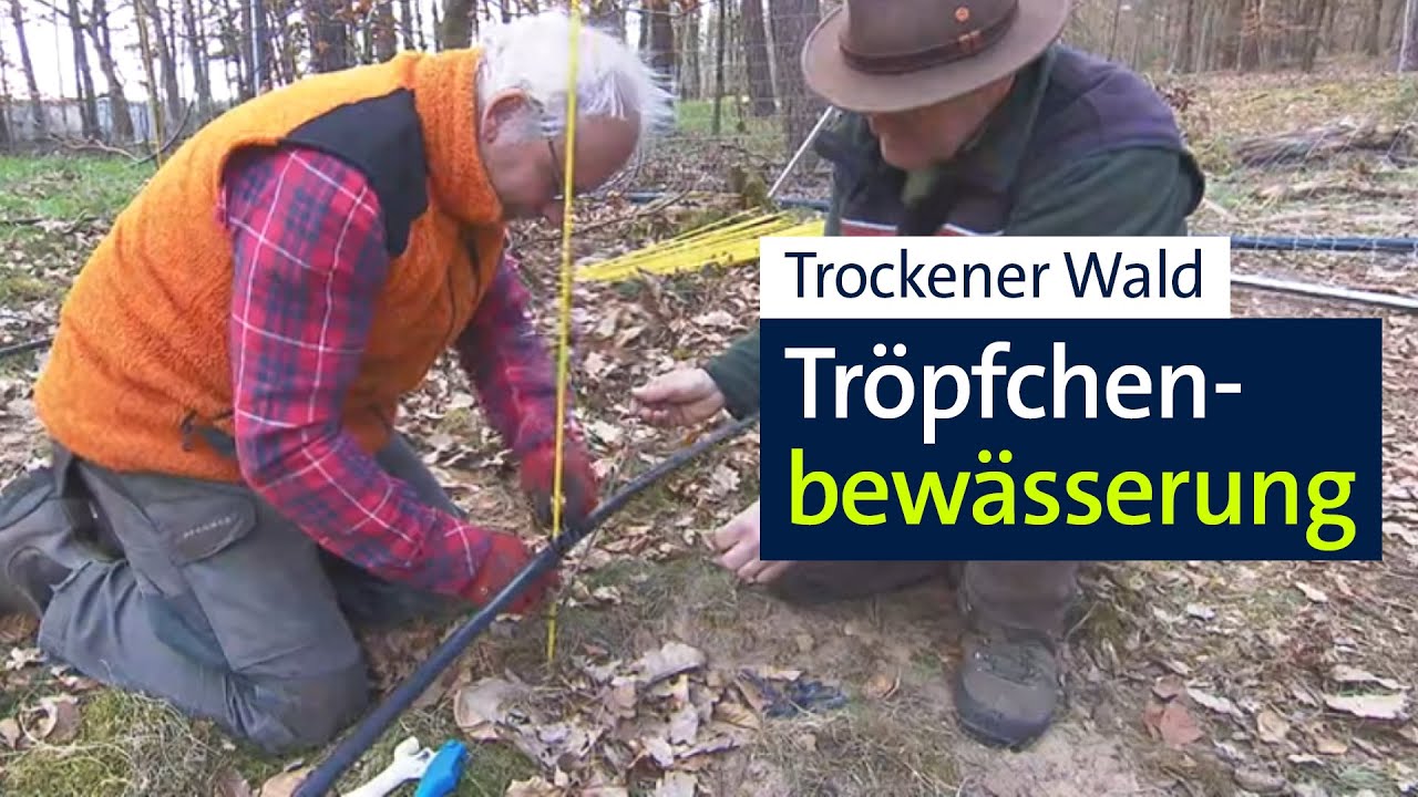 Mit Tröpfchenbewässerung gegen Trockenheit im Wald | Abendschau | BR24
