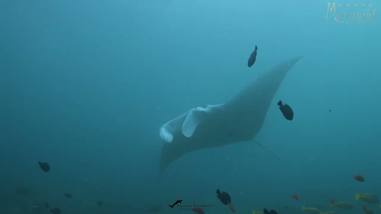 Manta Rays Encounter and Raja Ampat SCUBA DIving Cruise Dec  2023 -