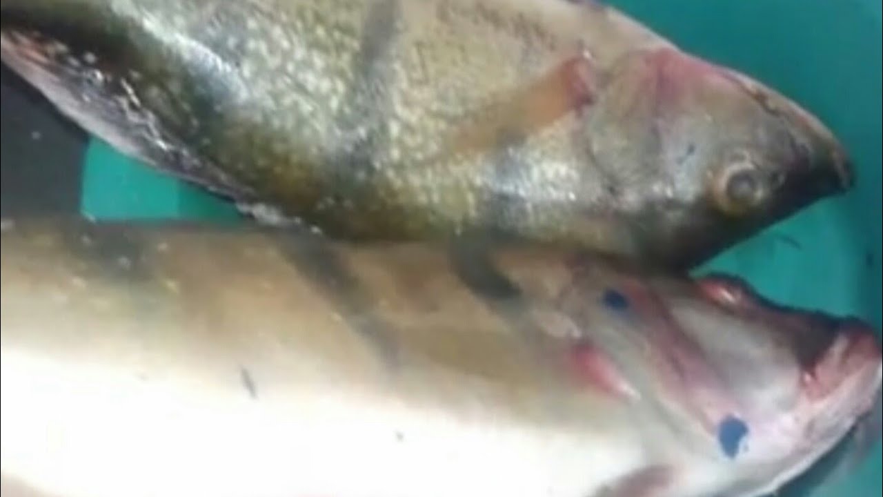 COMO LIMPAR PEIXE TUCUNARÉ