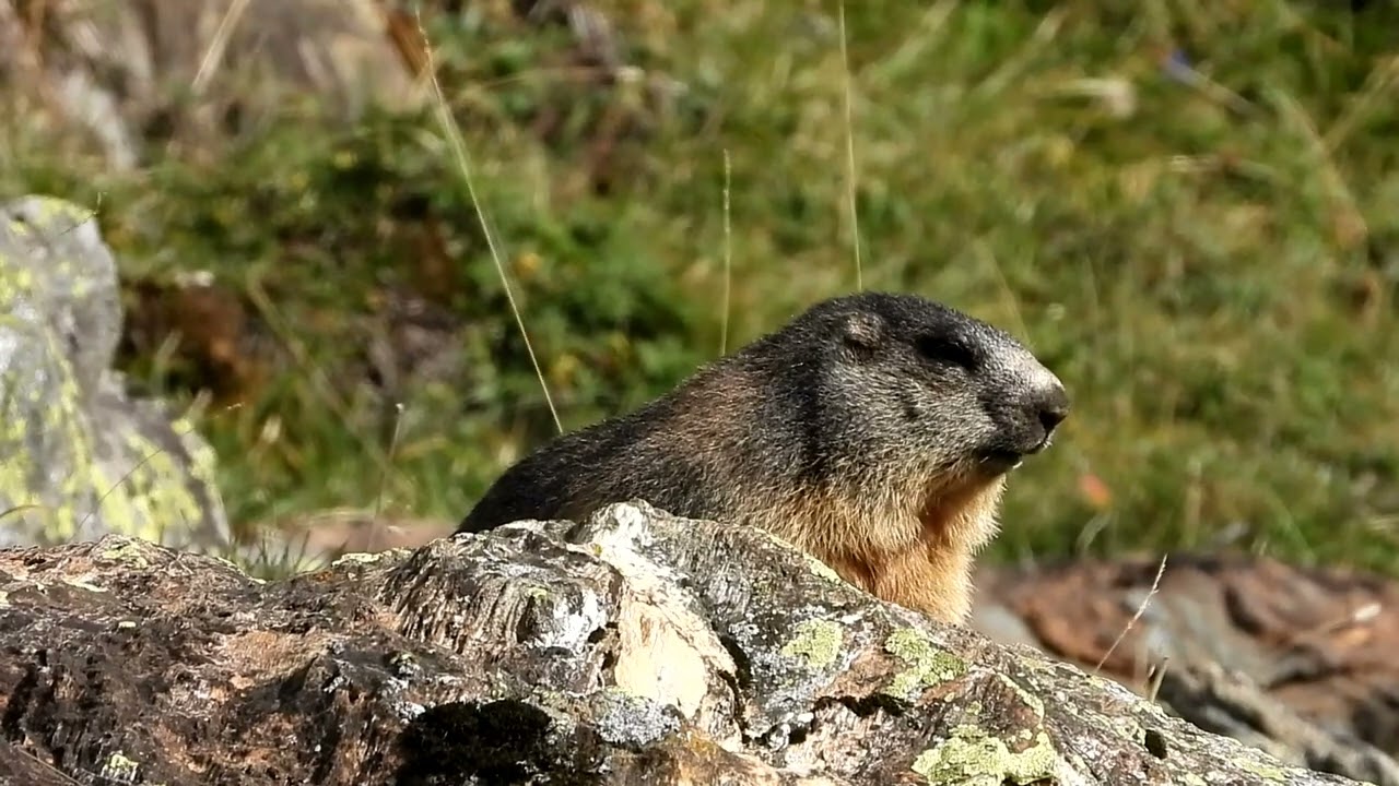 Paesaggi di alta montagna: Valle di Blenio Lucomagno, con le marmotte (marmots). (video di animali)
