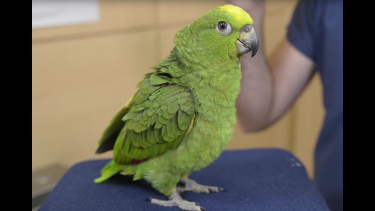 AVES - El loro real. Todo sobre una de las especies que más hablan