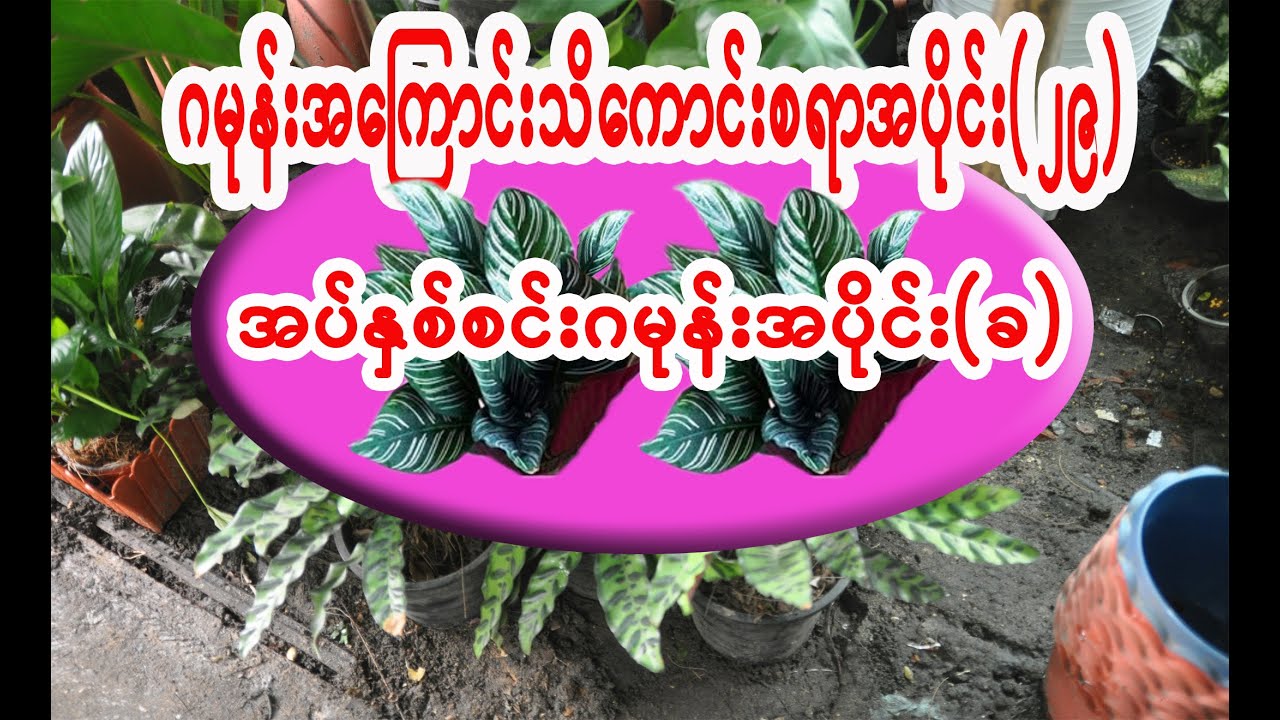 ဂမုန်းအကြောင်းသိကောင်းစရာအပိုင်း(၂၉) အပ်နှစ်စင်းဂမုန်းအပိုင်း(ခ)