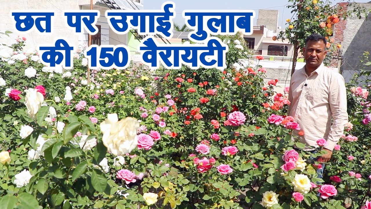 छत पर गुलाब की 150 वैरायटी, घर पर उगाने की पूरी जानकारी || Technical Farming ||