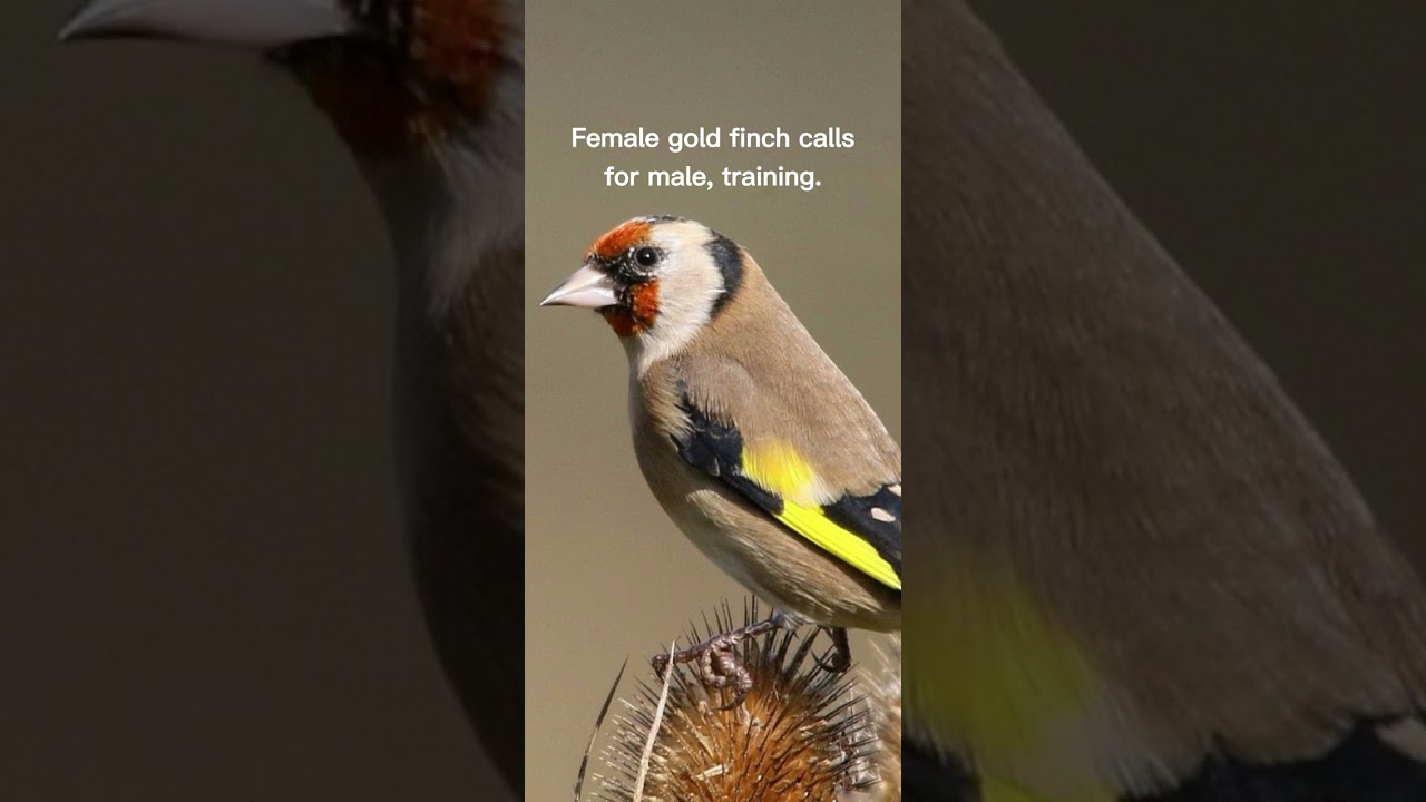 European Goldfinch female song