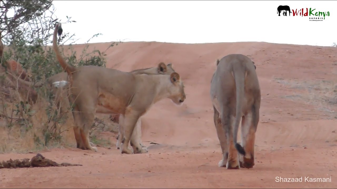 Lions Marking Their Territory
