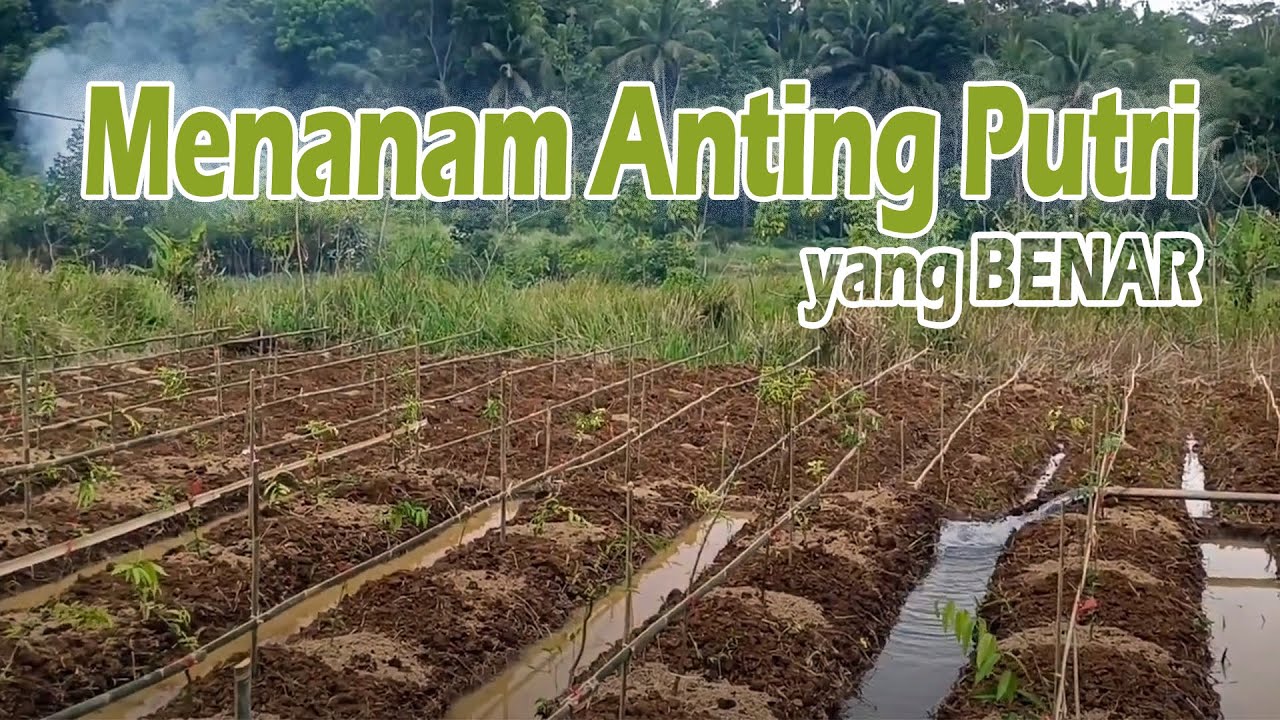 Trik penanaman BIBIT BONSAI || cara menanam BIBIT BONSAI ANTING PUTRI dengan BENAR!!!