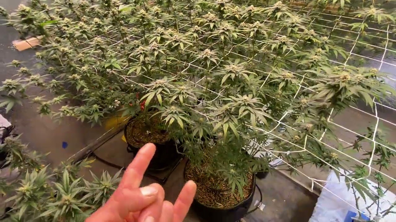 Week 5 of flower