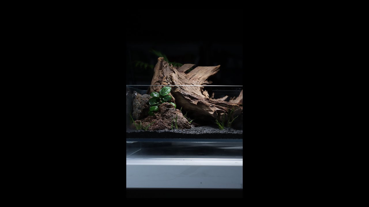 이 유목을 지나칠 수 없었습니다..