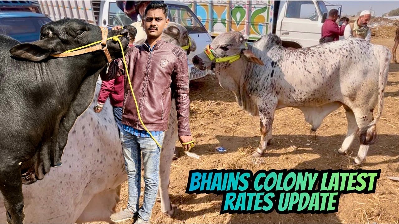 Bhains Colony Cow Mandi Latest Rates Today - 7 February 2026 | Karachi Cow Mandi