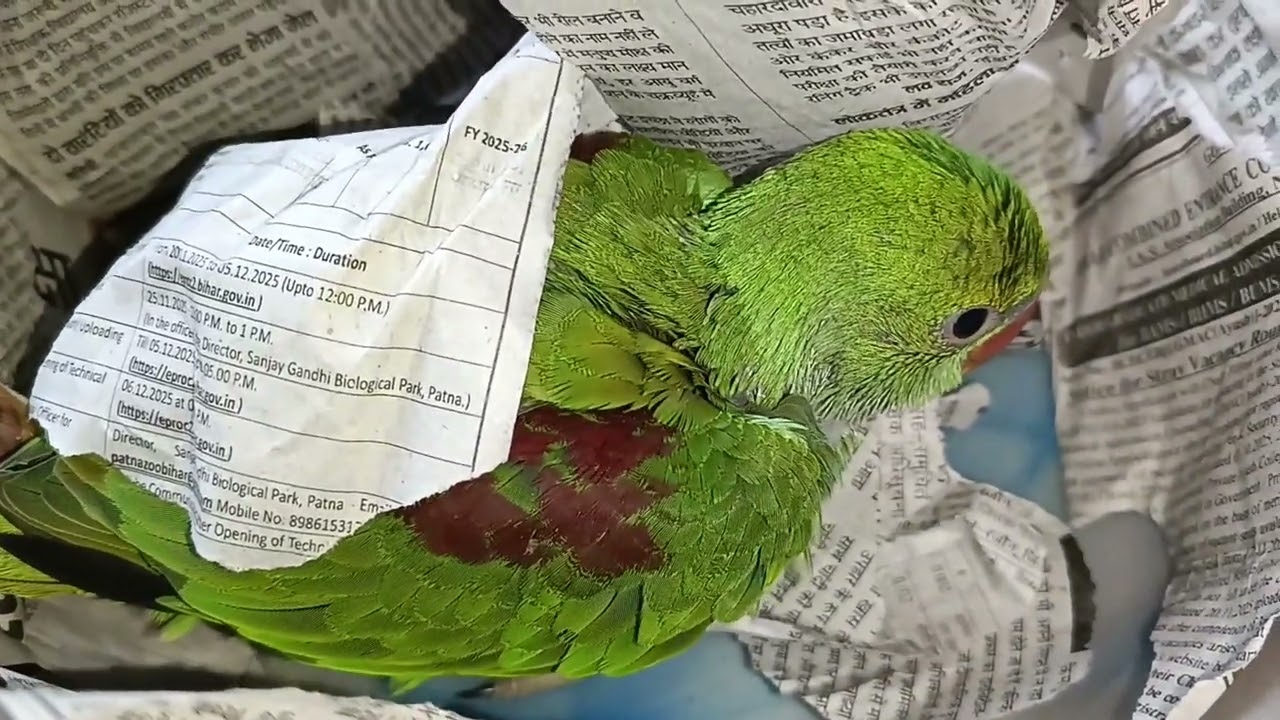 मिठु अपने घर में सो रहा है 🦜😍❤ || Love You Leo || #loveyouleo #babyparrot #talkingparrot 2026