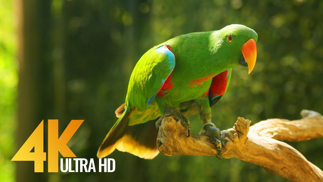 Incredible Bali in 4K UHD, Indonesia - Short Preview Video with Relaxing Music