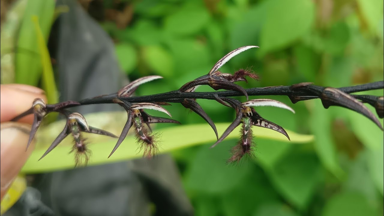 Bertemu berbagai macam anggrek khas hutan sumatera