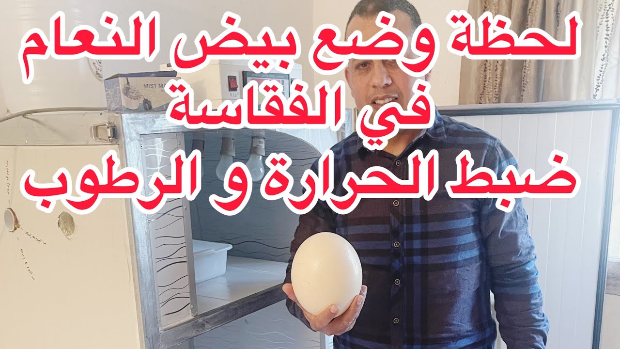 لحظة وضع بيض النعام في الفقاسة وضبط الحرارة و الرطوبة