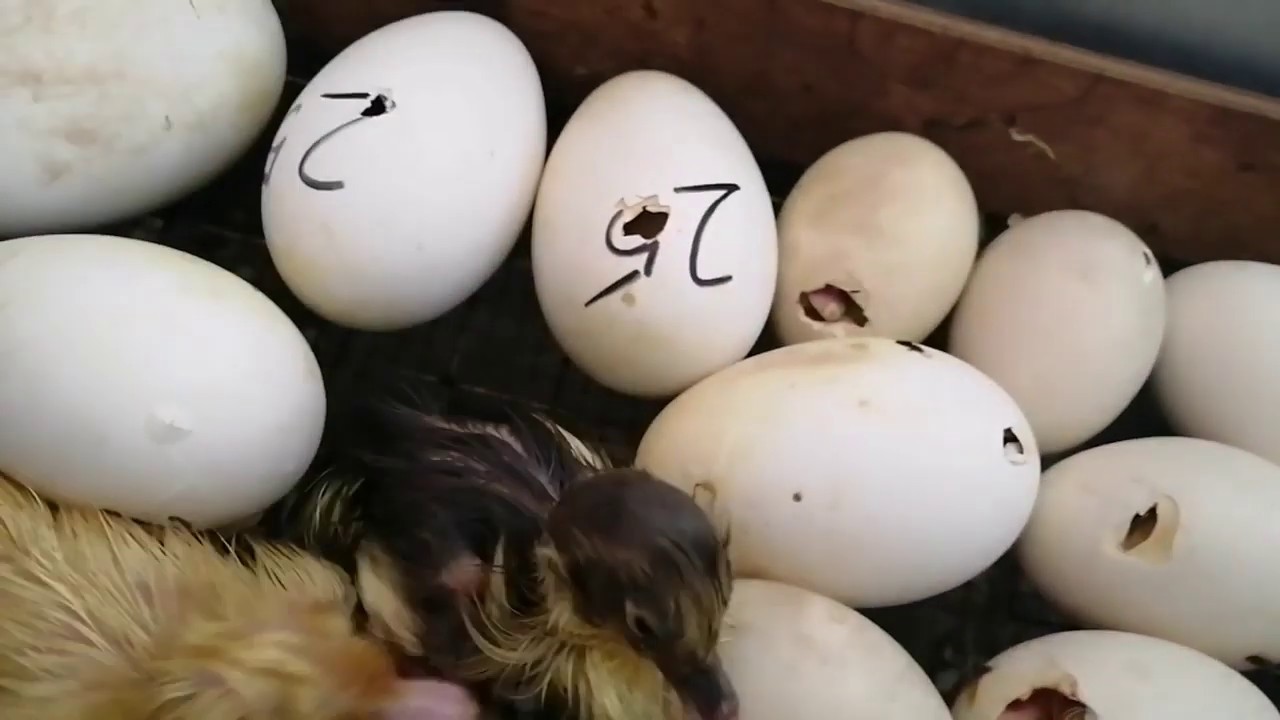 Вывод утят,гусят,овоскопирование яйц.