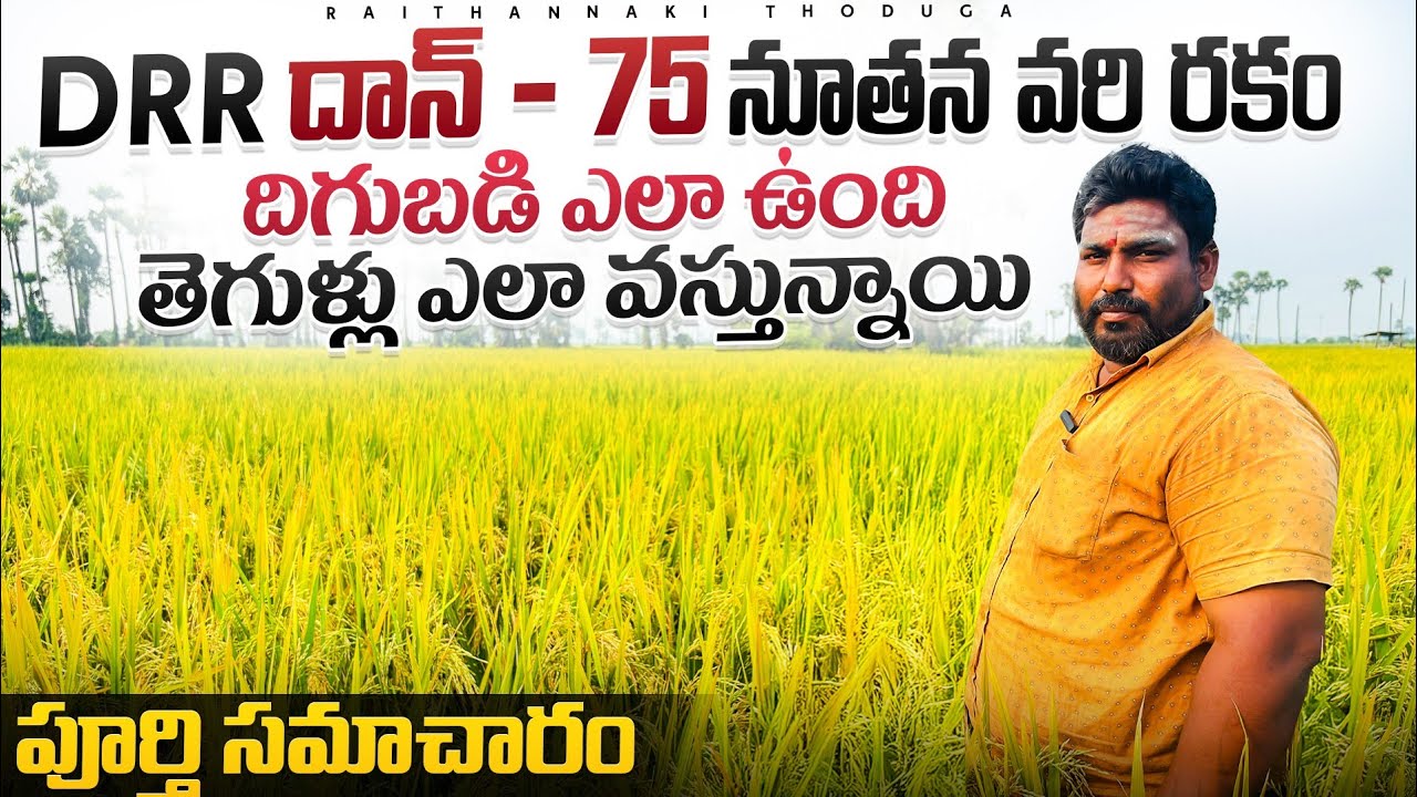 ఎకరాకు 60 బస్తాల దిగుబడి DRR DHAN 75 Paddy Cultivation Raithannaki thoduga 