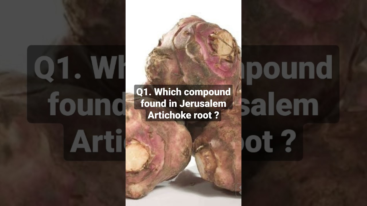 Horticulture Jerusalem Artichoke root 