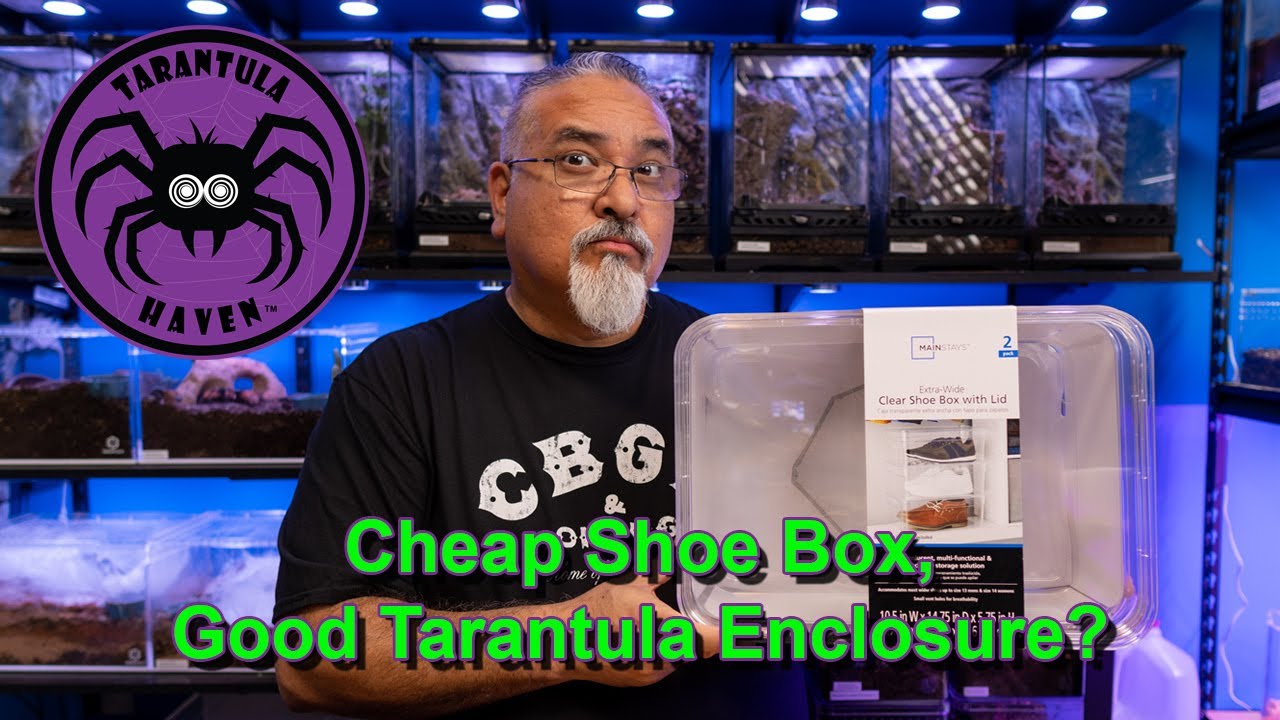 Cheap Shoe Box, Good Tarantula Enclosure?