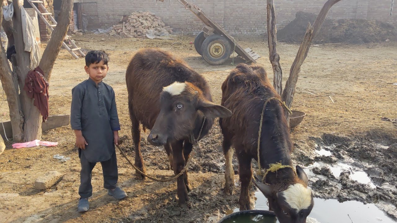 Buffalo farming vlog ||buffalo morning routine|| 