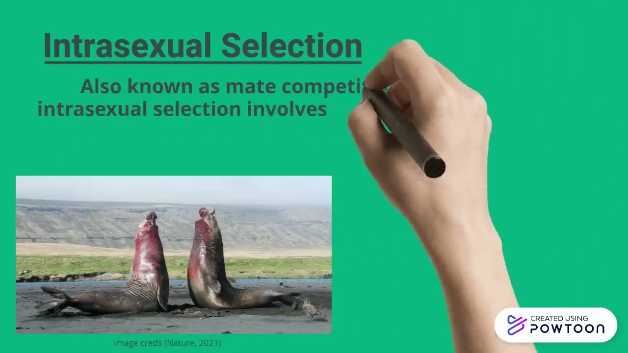 Intersexual vs Intrasexual