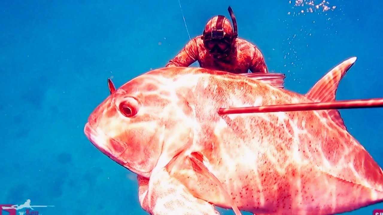 Get fish Giant Sweetlips Giant treevaly and big barracuda || Spearfishing Indonesia