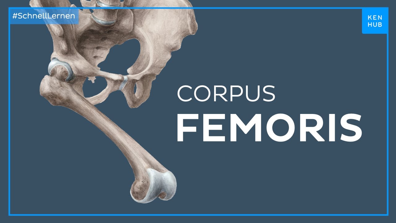 Corpus femoris - Anatomie einfach erklärt | Kenhub