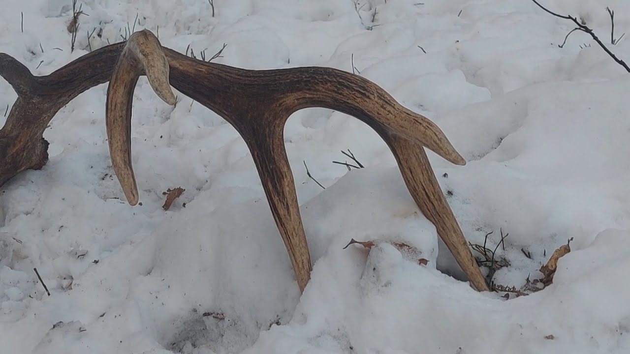 Zrzuty jeleni 2026 podkarpacie otwiera sezon, piękny czternastak🦌🦌