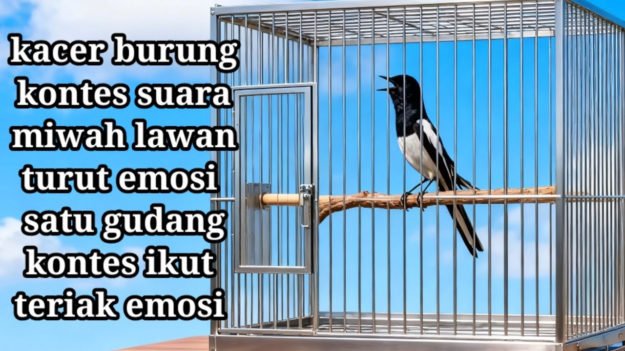 SANG JUARA KACER BURUNG ISTIMEWA KEMBALI UNJUK SUARA