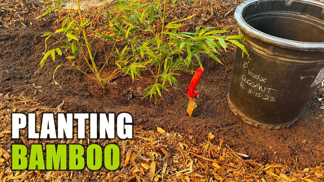 How to Plant Bamboo in Arizona