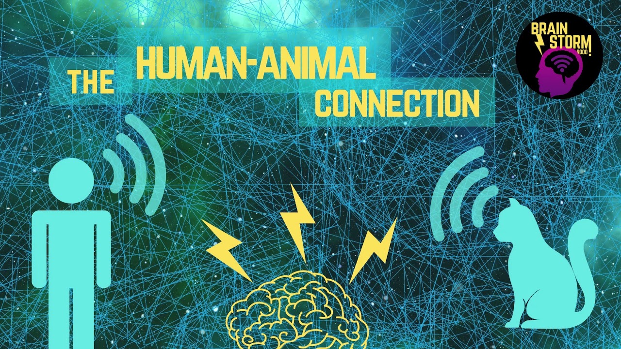The Human-Animal Connection