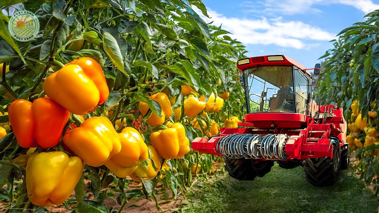 How Millions of Colorful Bell Peppers Are Grown and Harvested by Machine