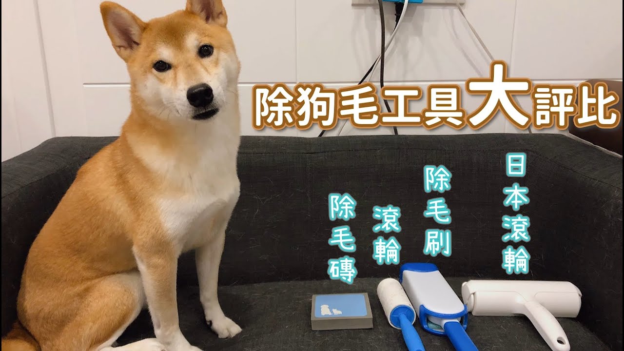 狗毛到底要怎麼清？除狗毛工具大評比！