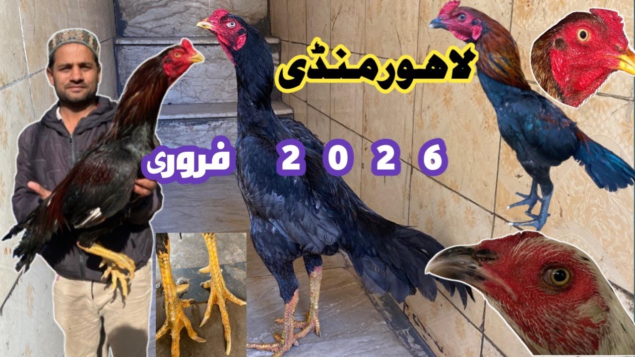 Aseel Murgh Mandi Larri Ada Lahore||ASEEL MURGH MANDI|| #aseelmandi  @AsianAseel1 @KALEEMASEELvlogs 