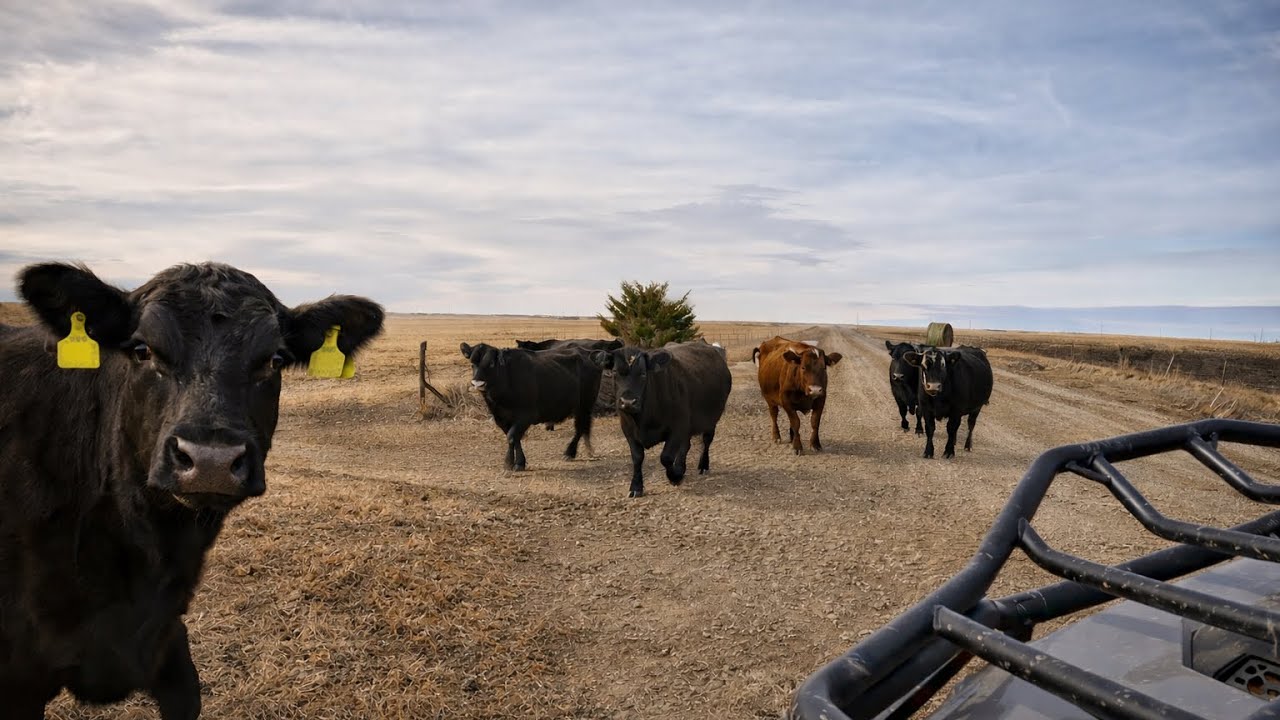 Cows Are On The Loose!!