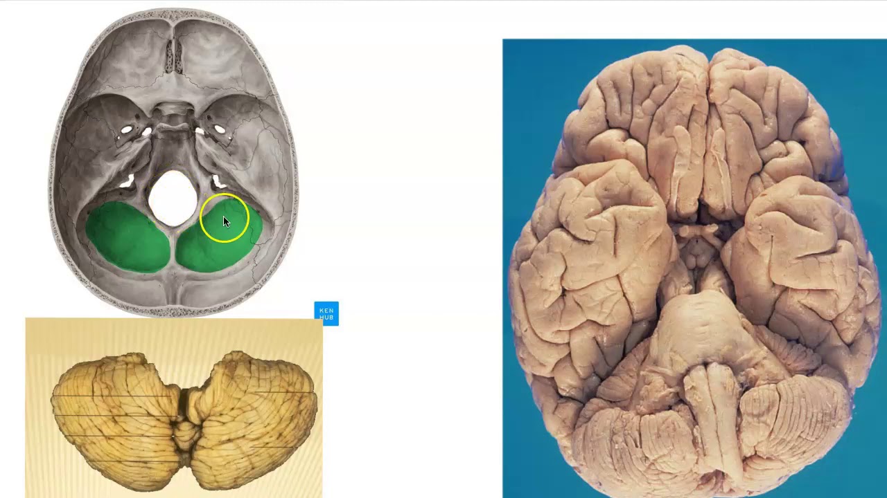 Cerebellum Anatomy