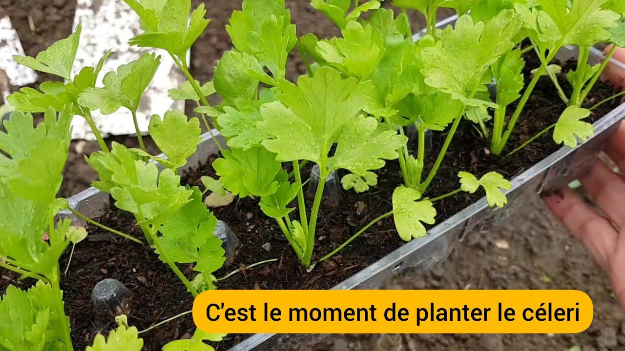 Comment bien planter le céleri ? 2022