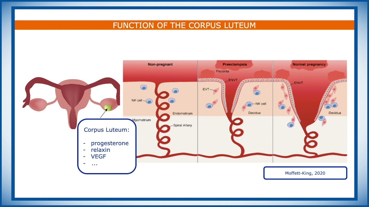 The Chamber of Secrets- Endometrial Preparation and Embryo Transfer