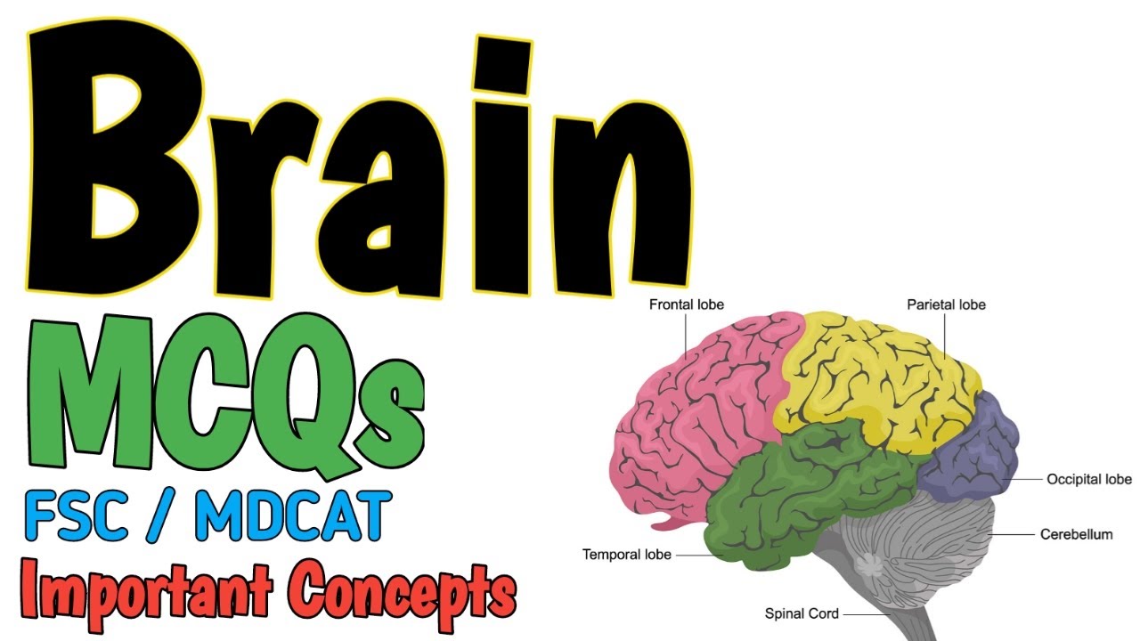 BRAIN | MCQS | NERVOUS COORDINATION | FSC BIOLOGY and MDCAT | NEET