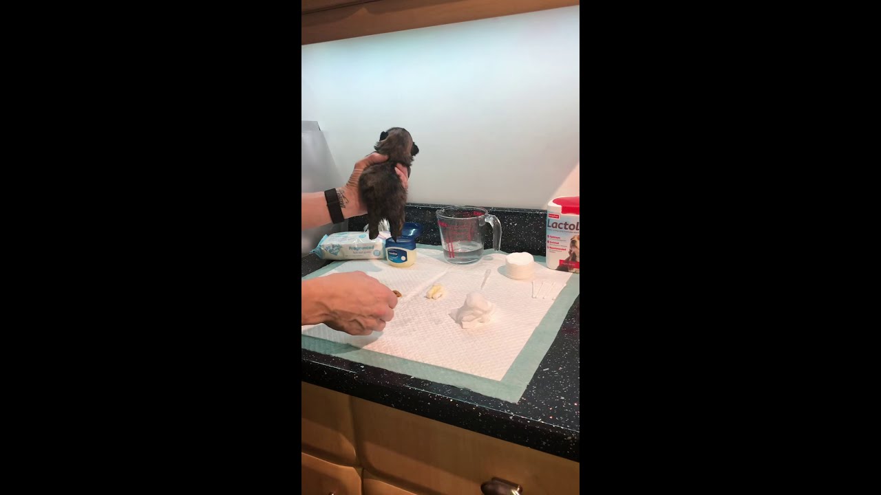 Constipated Shih Tzu puppy at 2/3 weeks. Easy fix.