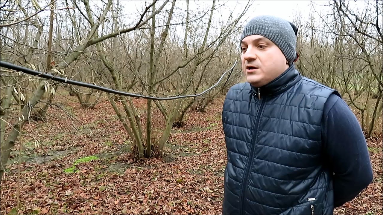 Rezidba savremenog zasada lesnik