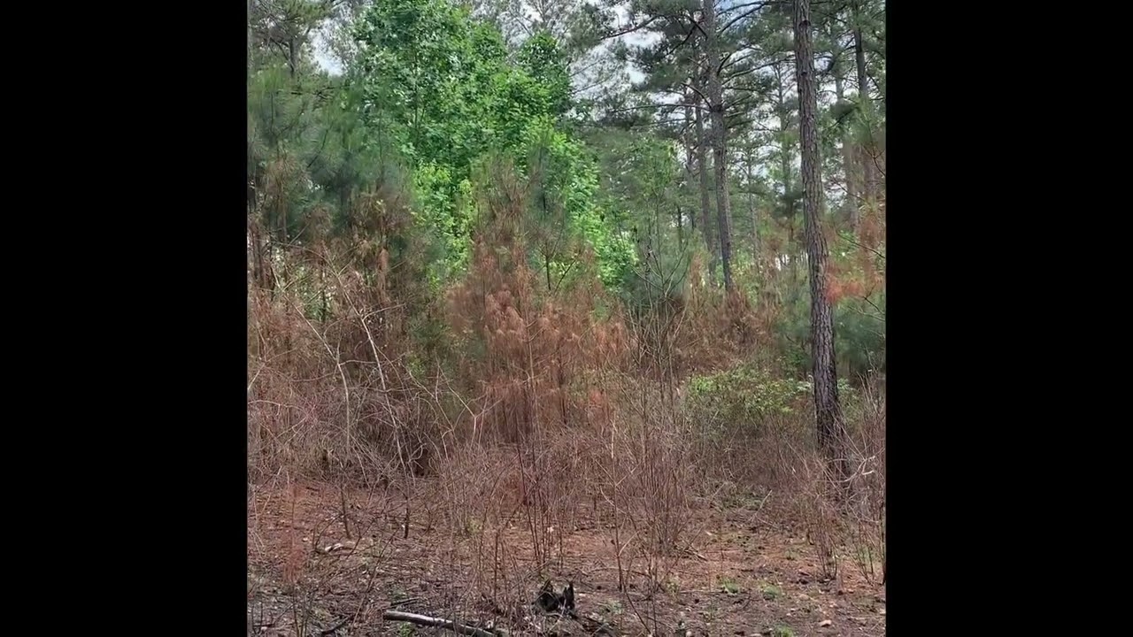 Turkey Nesting and Brooding Cover