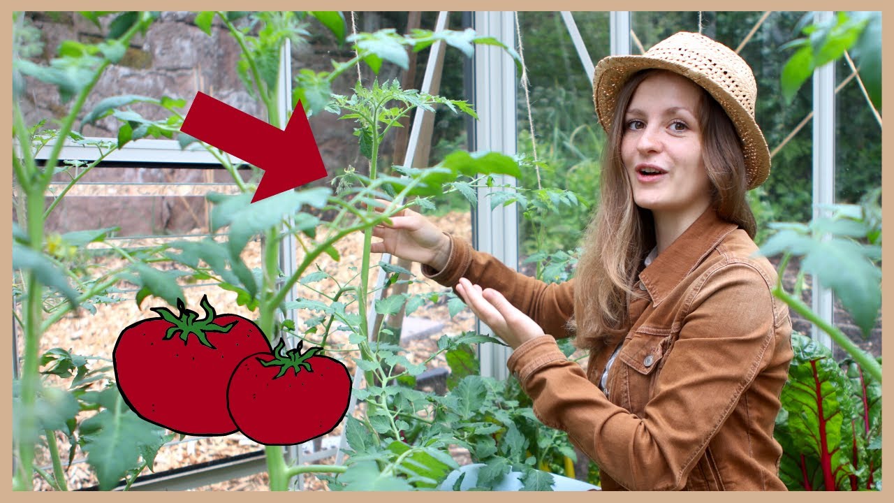 Tomaten richtig ausgeizen: Geiztriebe erkennen und entfernen!
