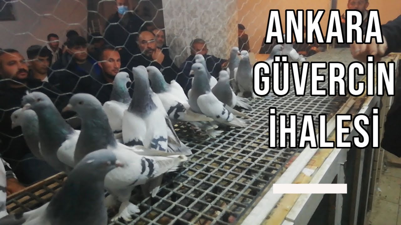 Ankara GÜVERCİN ihalesi Celal Çakmak PART 1