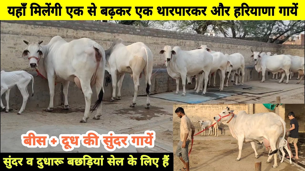 Top Haryana and Tharparkar Cows यहाँ मिलेंगी 20 किलो से ऊपर दूध की हरियाणा और थारपारकर गाये For Sale